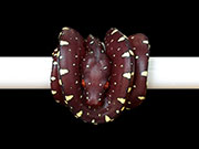 VR-15-09 Green Tree Python Neonate