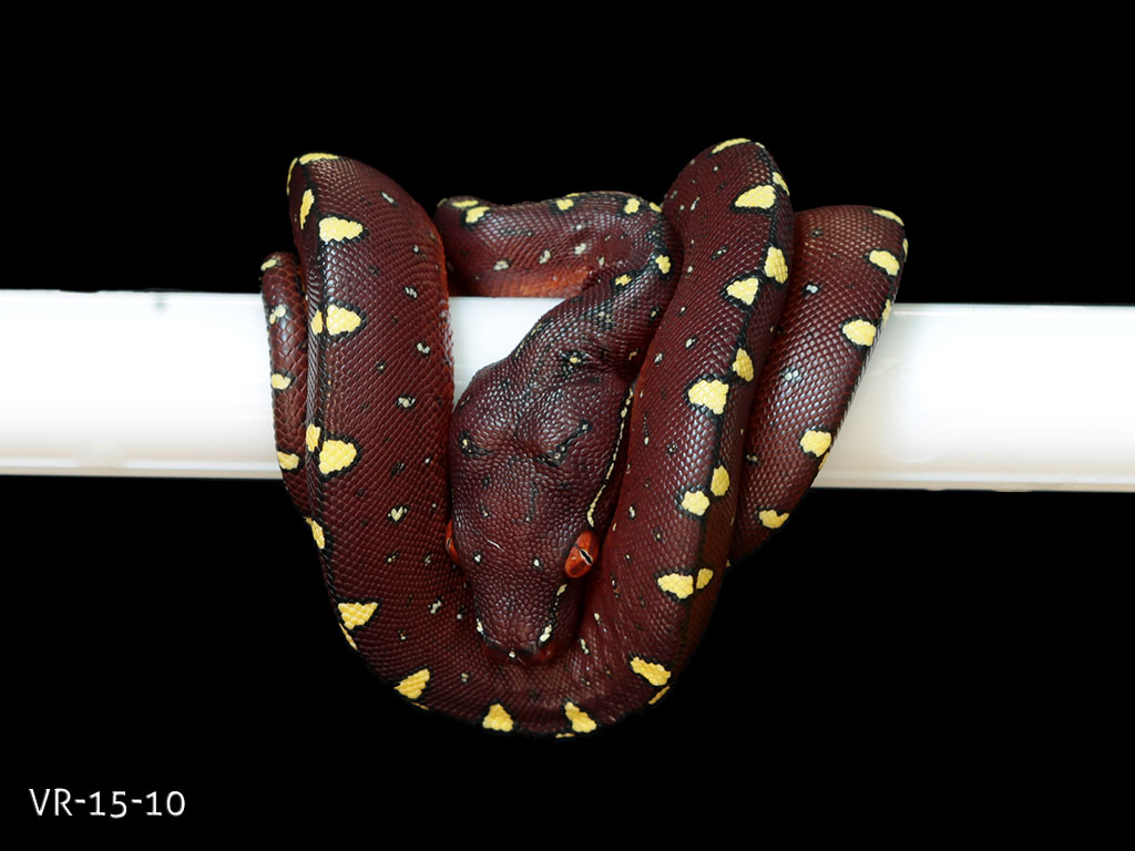 Green Tree Python Breeding Projects | ViridisPython