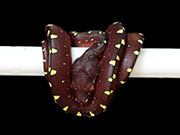 VR-15-10 Green Tree Python Neonate