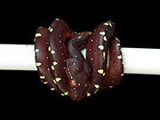 VR-15-11 Green Tree Python Neonate