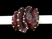 VR-15-12 Green Tree Python Neonate