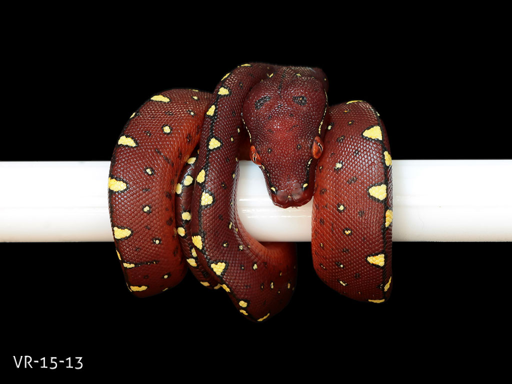 Green Tree Python Breeding Projects | ViridisPython