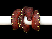 VR-15-13 Green Tree Python Neonate