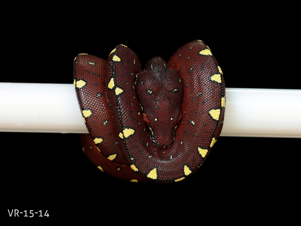 Green Tree Python Picture Gallery | ViridisPython