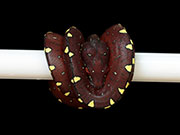 VR-15-14 Green Tree Python Neonate