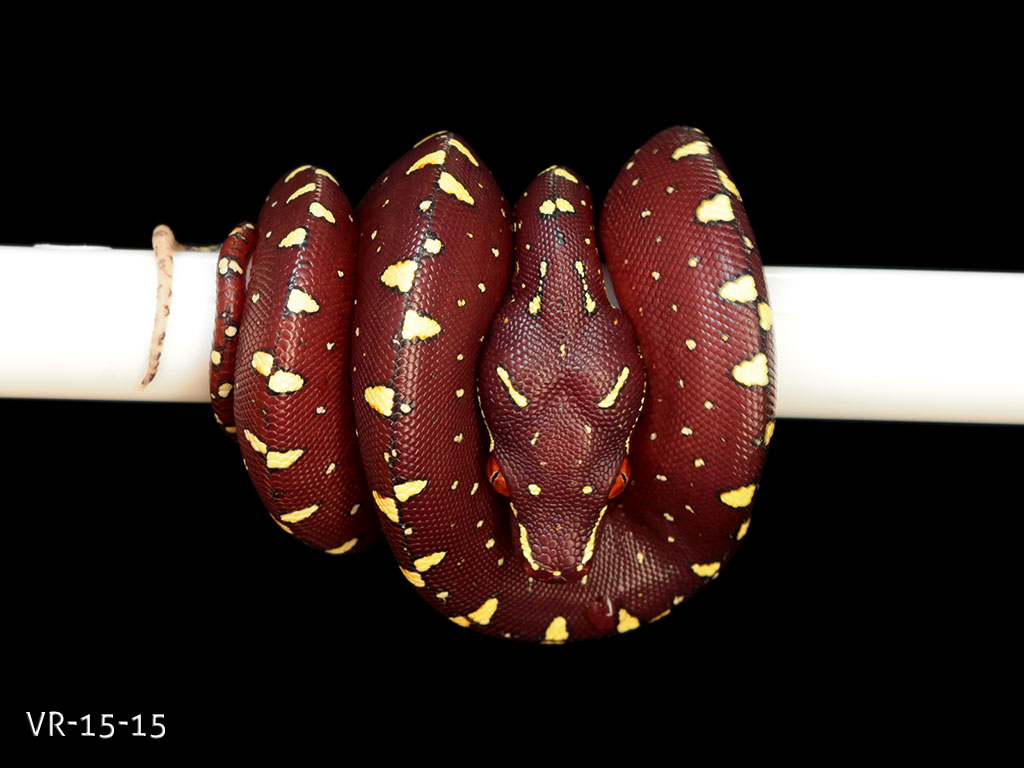 Green Tree Python Picture Gallery | ViridisPython