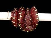 VR-15-15 Green Tree Python Neonate