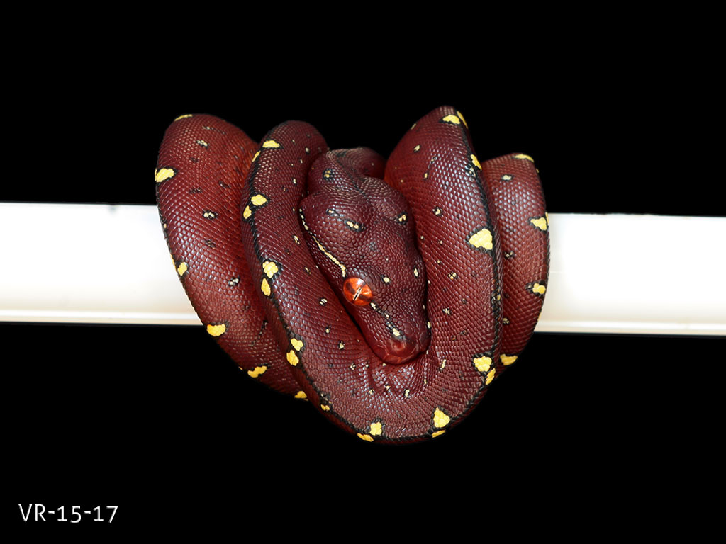 Green Tree Python Picture Gallery | ViridisPython