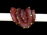 VR-15-17 Green Tree Python Neonate