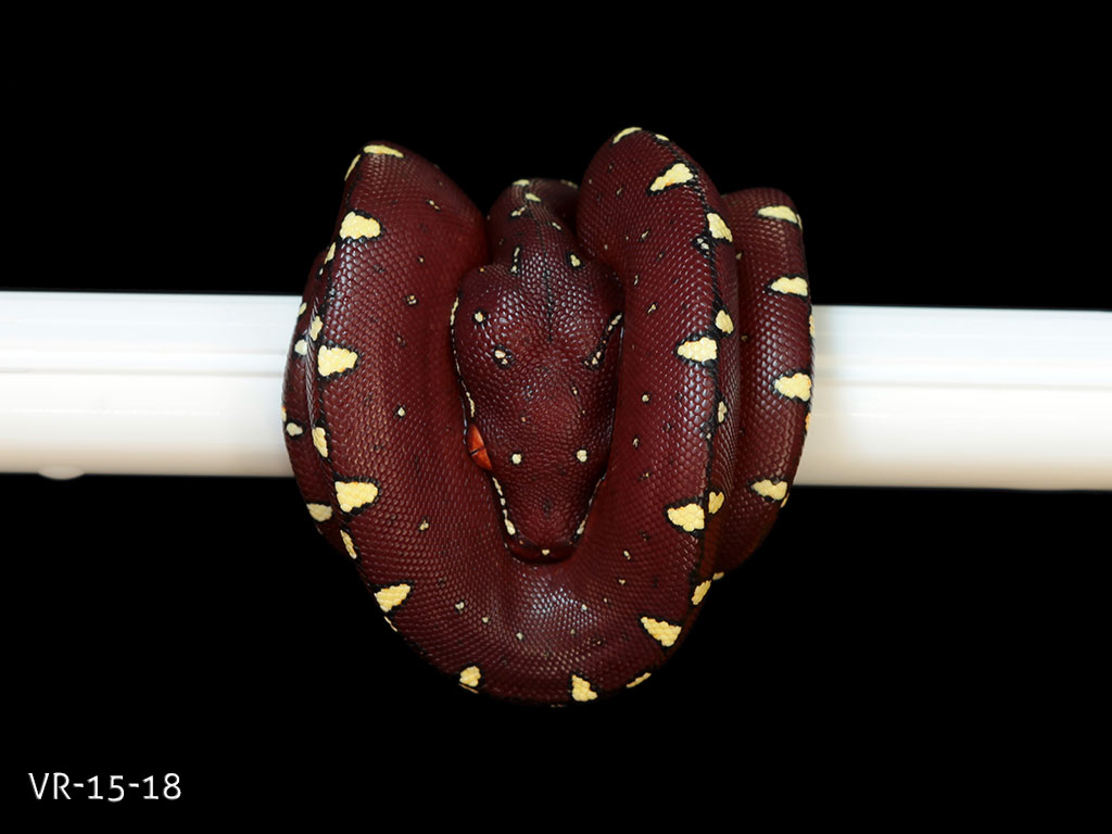 Green Tree Python Breeding Projects | ViridisPython