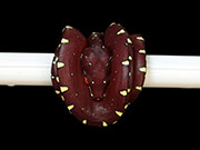 VR-15-18 Green Tree Python Neonate