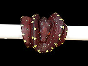 VR-15-19 Green Tree Python Neonate