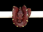 VR-15-20 Green Tree Python Neonate