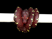 VR-15-21 Green Tree Python Neonate