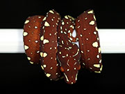 VR-17-01 Green Tree Python Neonate