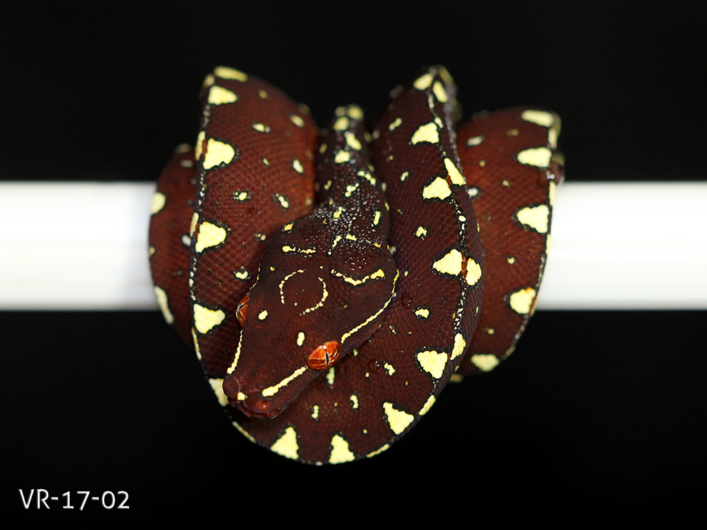 Green Tree Python Breeding Projects | ViridisPython