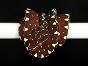 VR-17-02 Green Tree Python Neonate