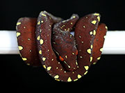 VR-17-03 Green Tree Python Neonate