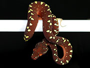 VR-17-04 Green Tree Python Neonate