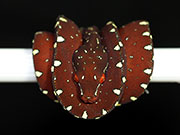 VR-17-05 Green Tree Python Neonate