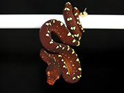 VR-17-06 Green Tree Python Neonate