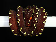 VR-17-07 Green Tree Python Neonate