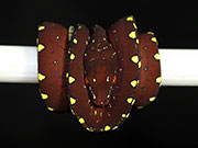 VR-17-08 Green Tree Python Neonate