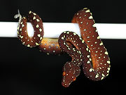 VR-17-09 Green Tree Python Neonate