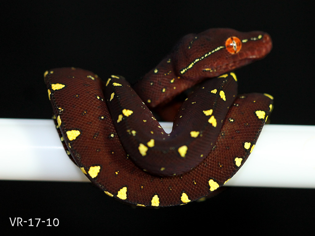 Green Tree Python Breeding Projects | ViridisPython