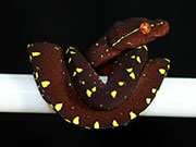 VR-17-10 Green Tree Python Neonate