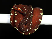 VR-17-11 Green Tree Python Neonate
