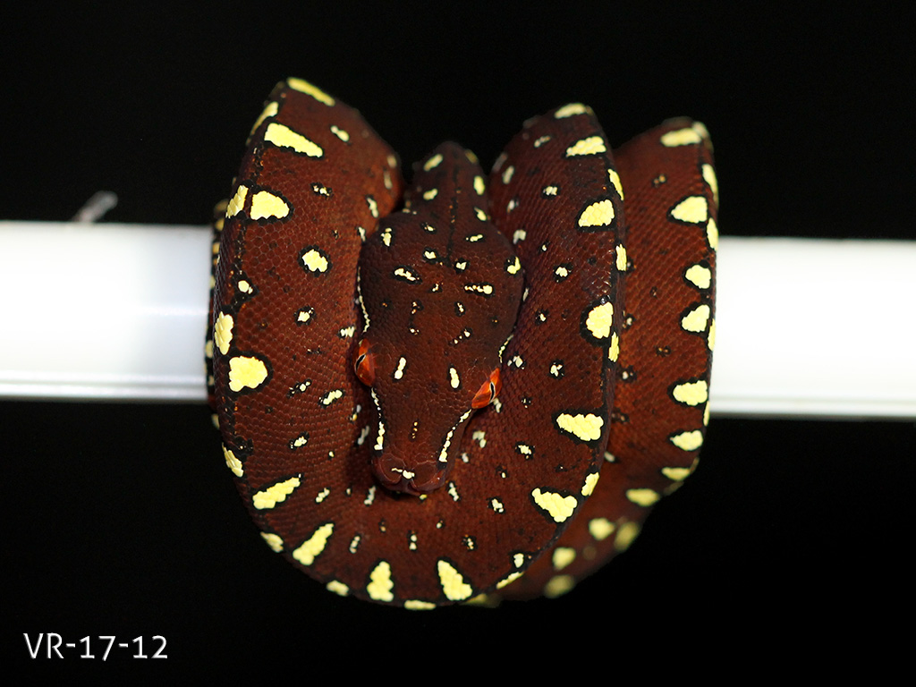 Green Tree Python Breeding Projects | ViridisPython