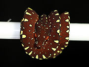 VR-17-12 Green Tree Python Neonate