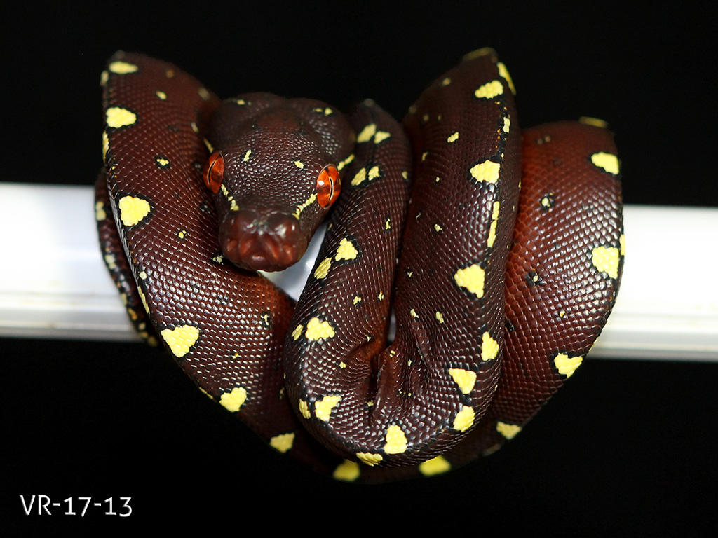 Green Tree Python Breeding Projects | ViridisPython