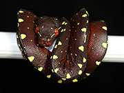 VR-17-13 Green Tree Python Neonate