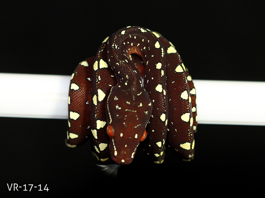 Green Tree Python Breeding Projects | ViridisPython