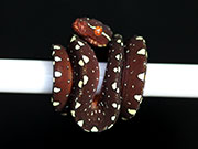 VR-17-15 Green Tree Python Neonate