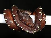 VR-17-16 Green Tree Python Neonate