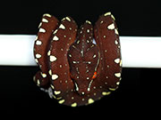 VR-17-17 Green Tree Python Neonate