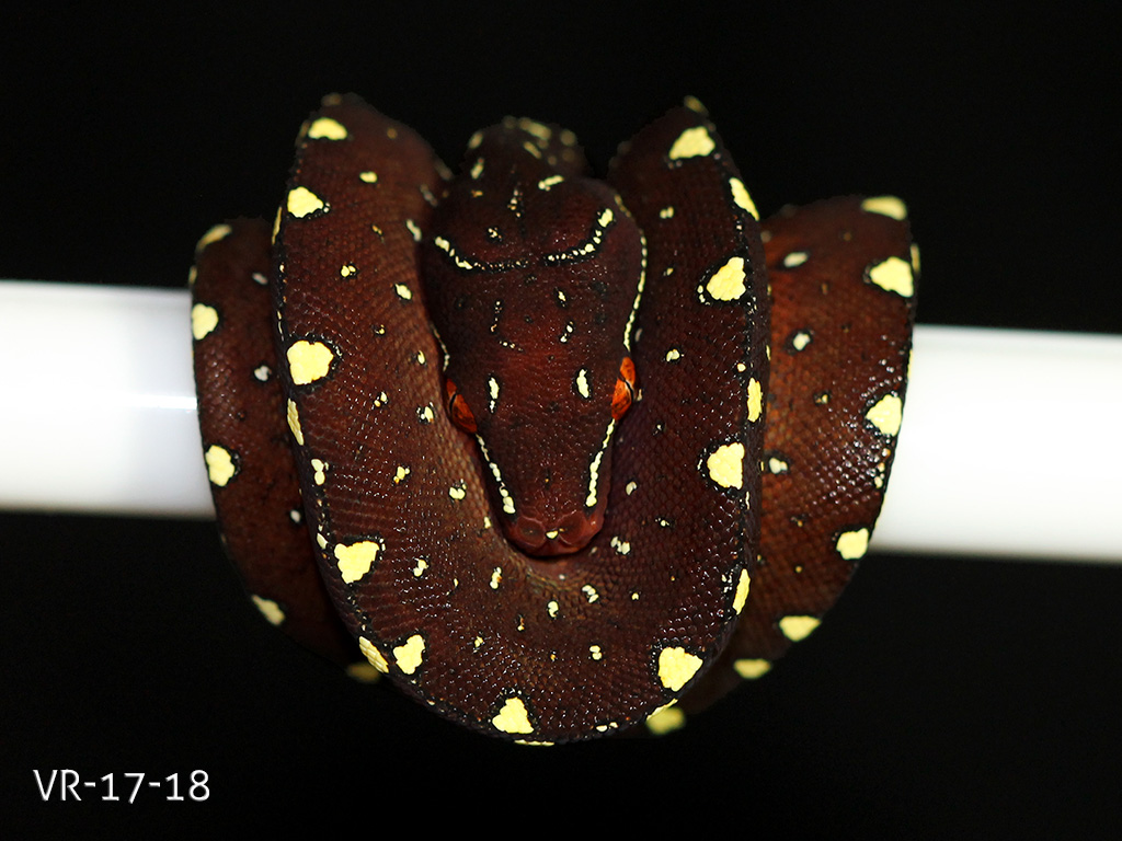 Green Tree Python Breeding Projects | ViridisPython