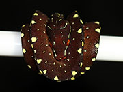 VR-17-18 Green Tree Python Neonate