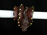 VR-17-19 Green Tree Python Neonate