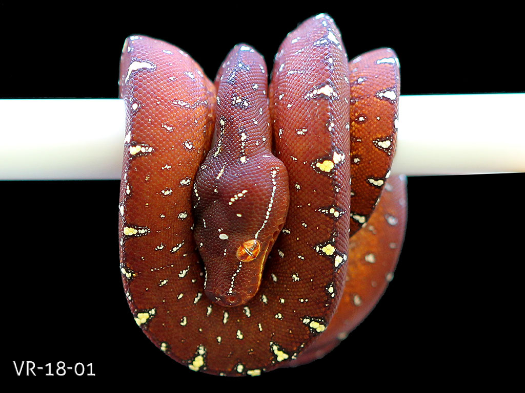 Green Tree Python Breeding Projects | ViridisPython