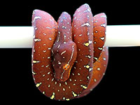 VR-18-01 Green Tree Python Neonate