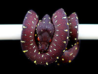 VR-18-02 Green Tree Python Neonate