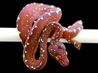 VR-18-03 Green Tree Python Neonate