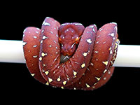 VR-18-04 Green Tree Python Neonate