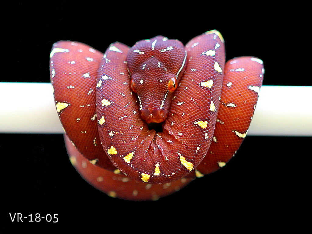 Green Tree Python Breeding Projects | ViridisPython