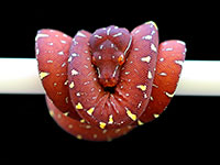 VR-18-05 Green Tree Python Neonate