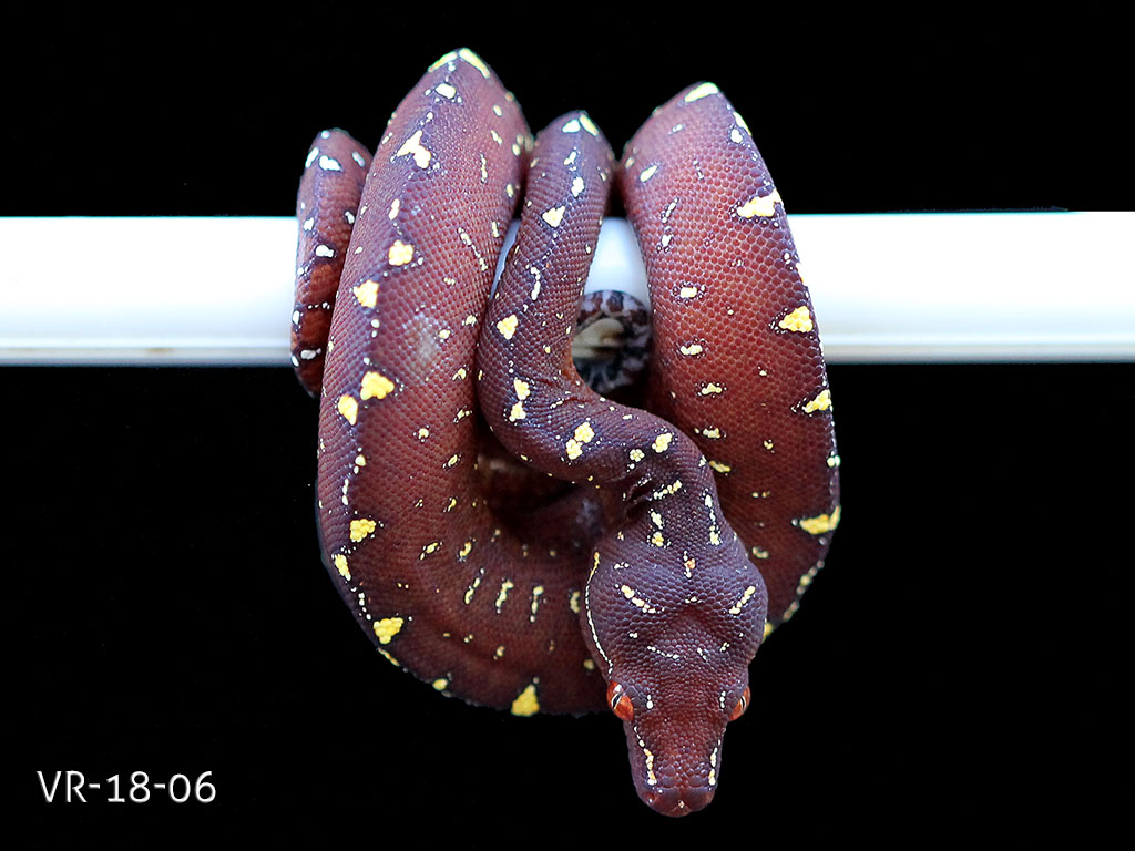 Green Tree Python Breeding Projects | ViridisPython